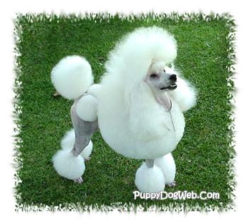 A dog or a four-legged albino Cher? You decide. 